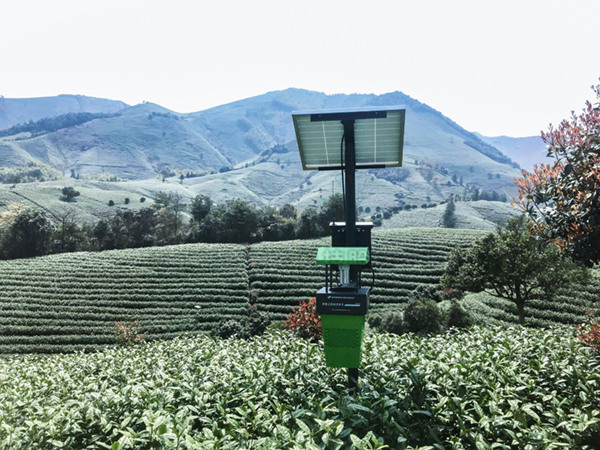 聯網風吸式茶園殺蟲燈基地安裝實景圖 聯網風吸式茶園殺蟲燈基地安裝實景圖