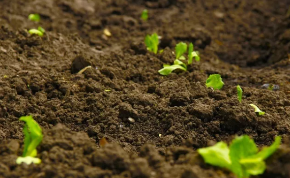 麻豆性爱电影有機質 麻豆性爱电影有機質