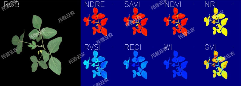 1723094670594684.jpg 高光譜圖_大豆冠層_800_副本.jpg